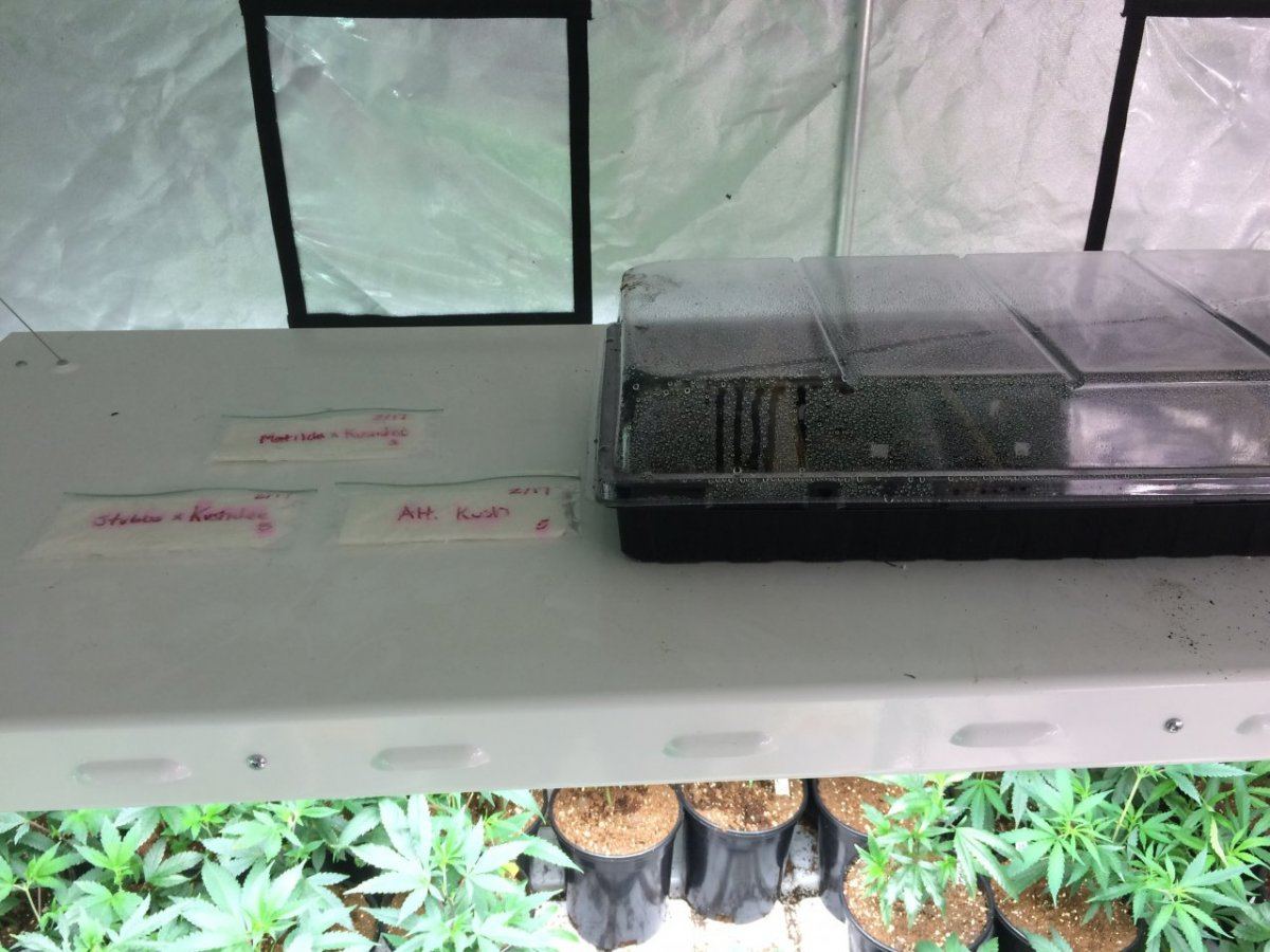 Seeds Proprogating