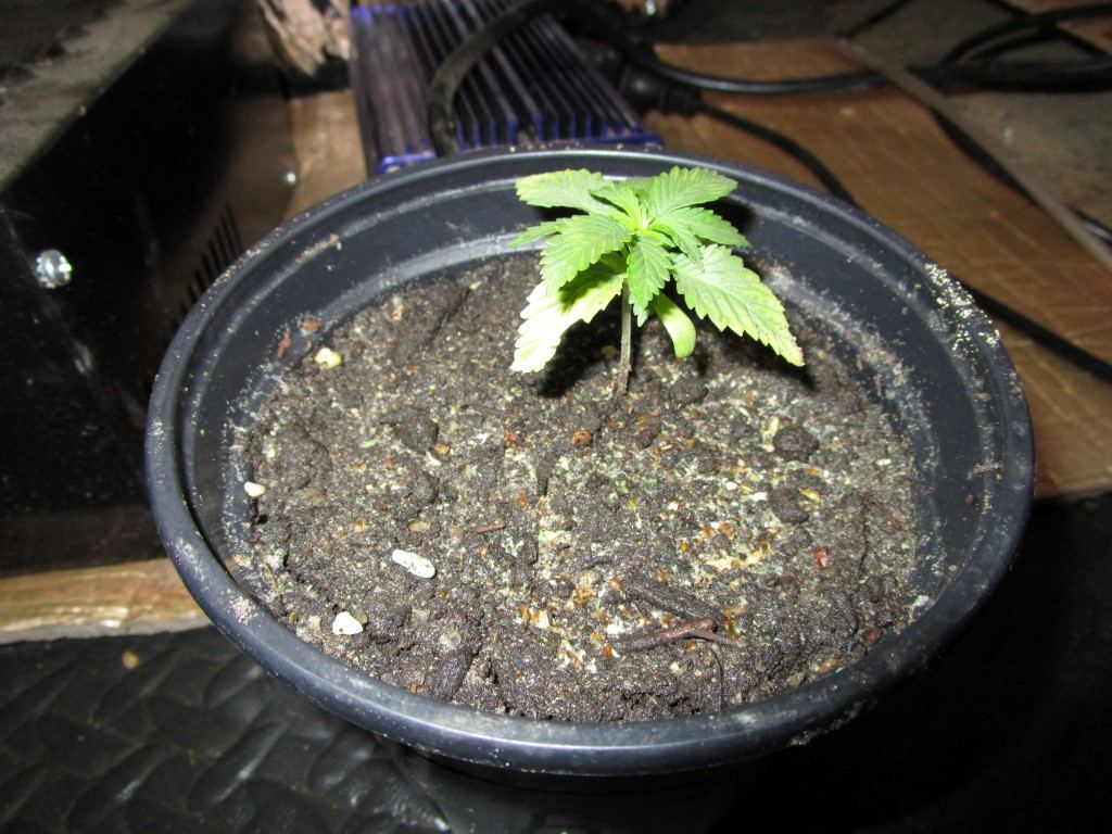 Seeds rec 001