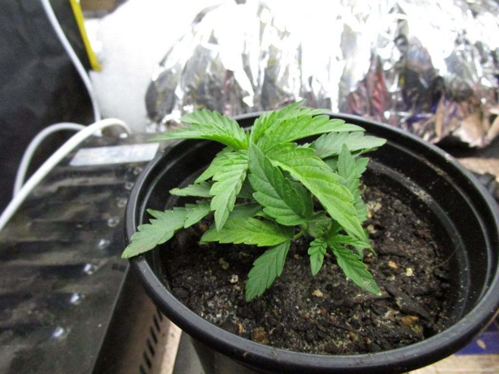 Seeds rec 003