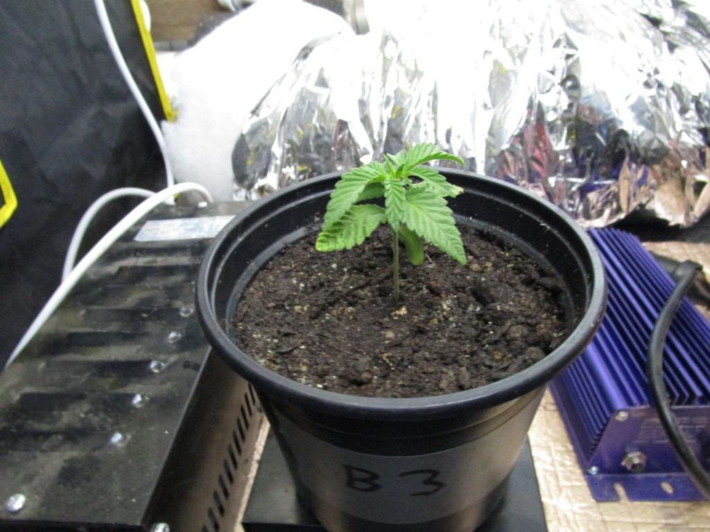 Seeds rec 004