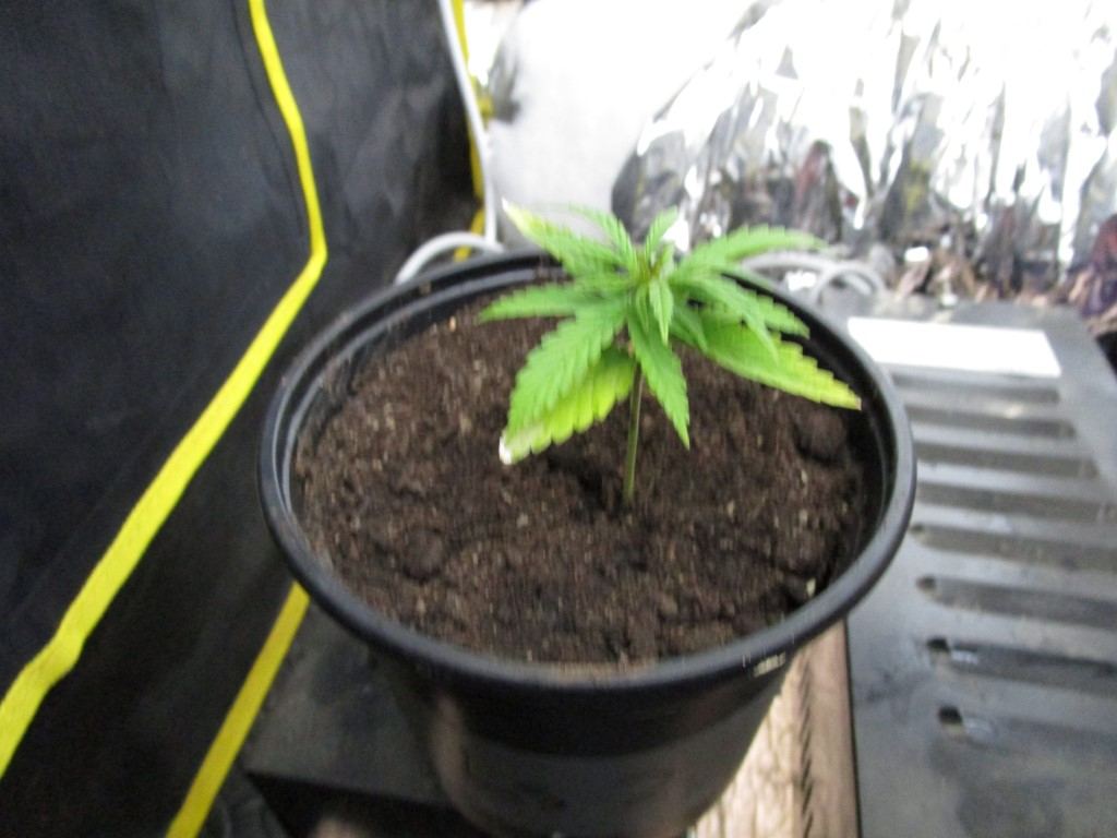 Seeds rec 005