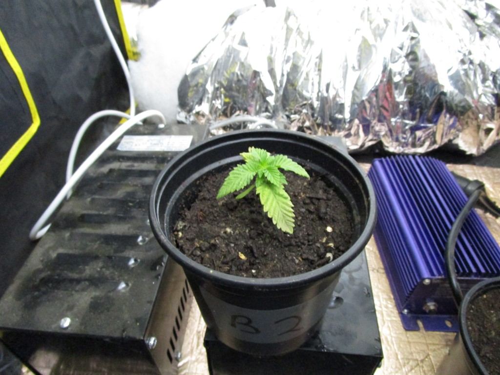 Seeds rec 010