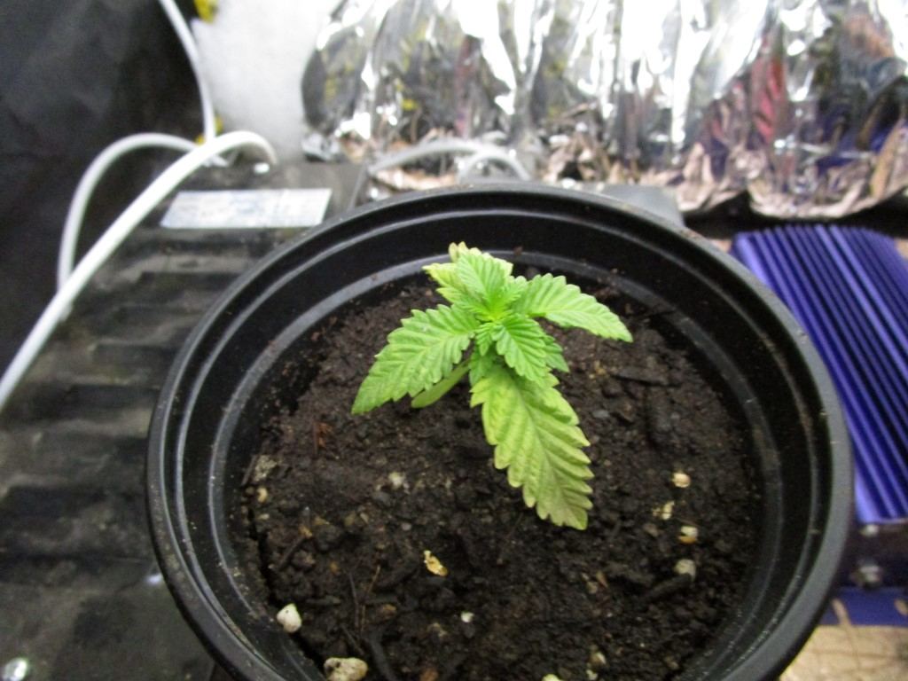 Seeds rec 011