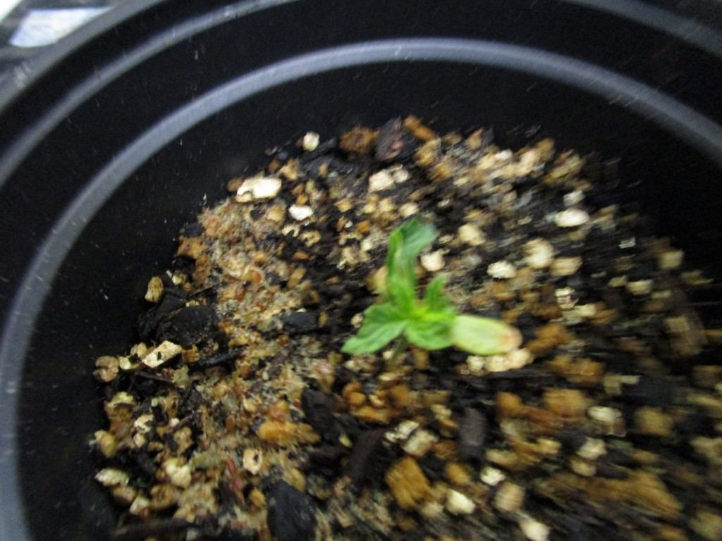 Seeds rec 012