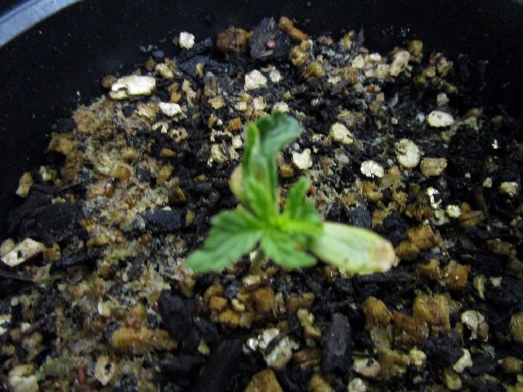 Seeds rec 013