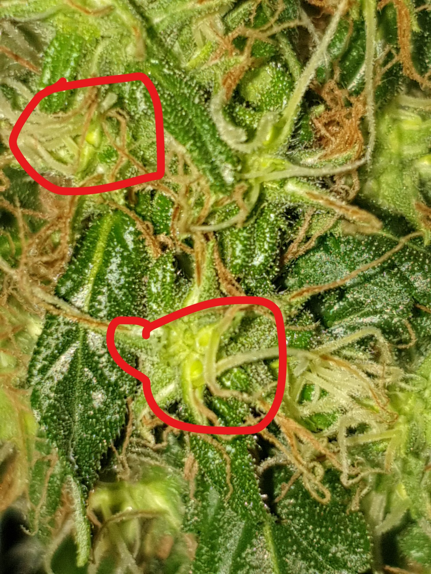 Seeds sighting in my 10weeks buds 2