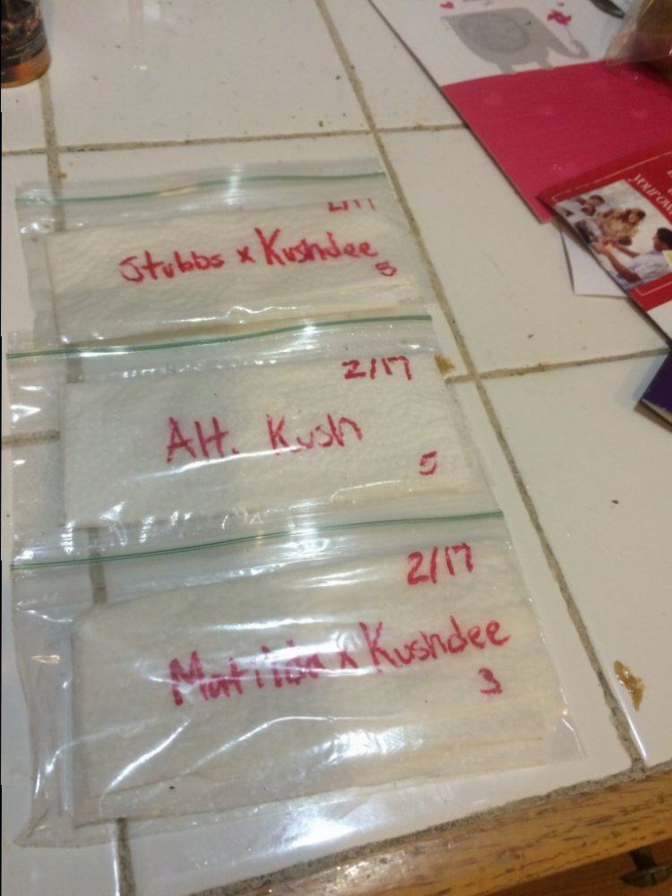 Seeds Starting