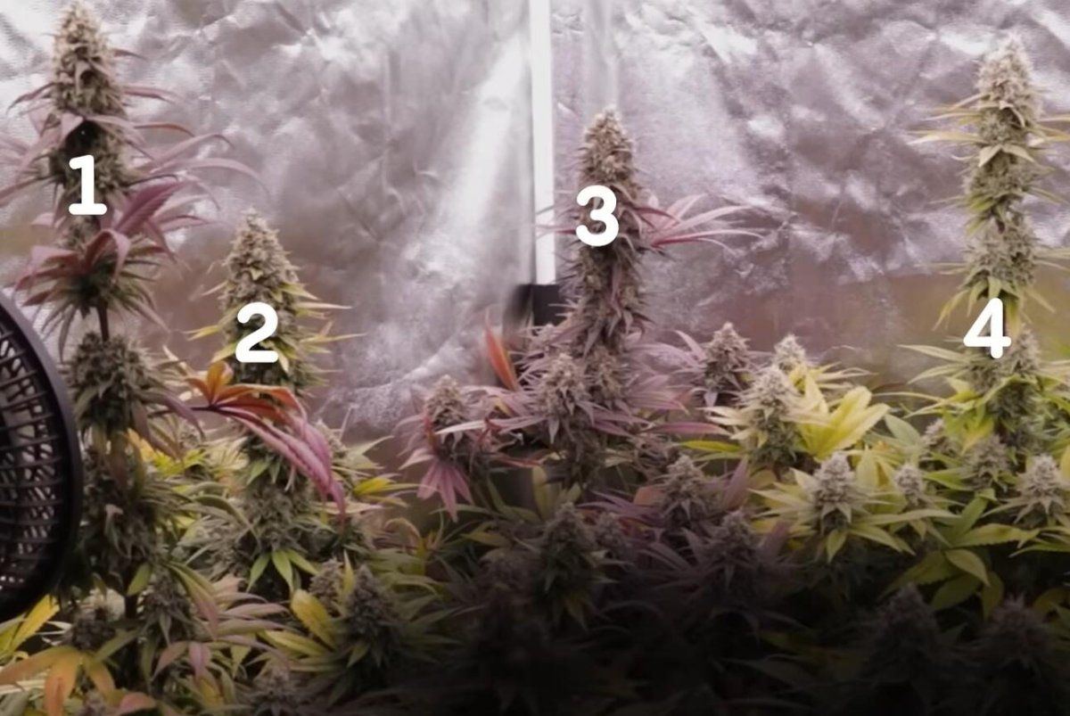 Seeds to harvest no1 no4 which one you prefer 2