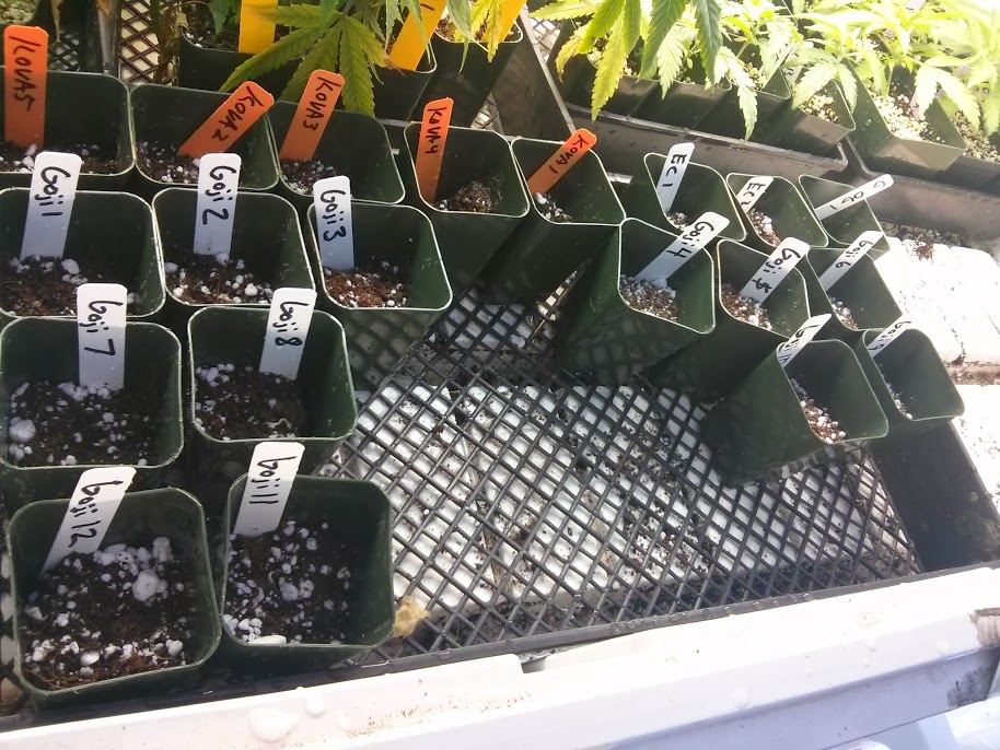 Seeds3