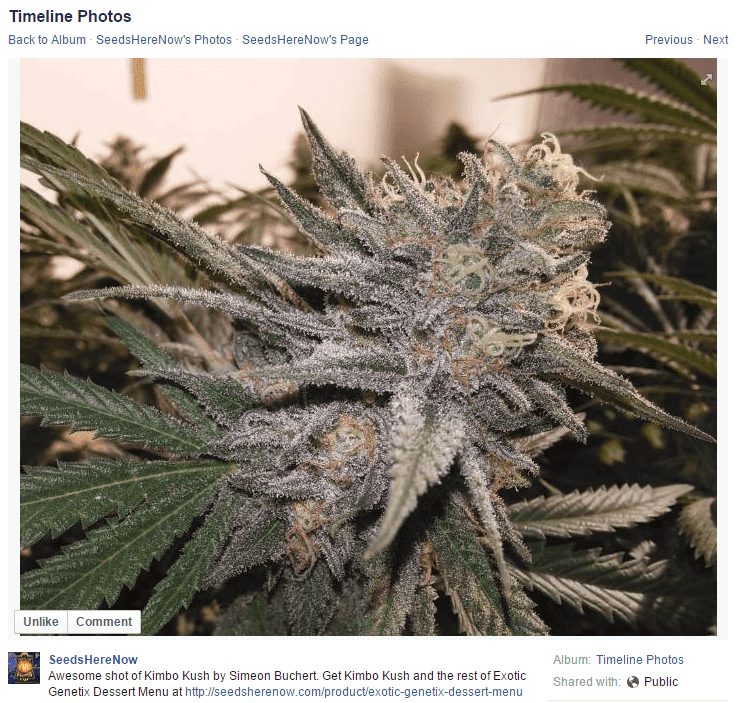 Seedsherenow