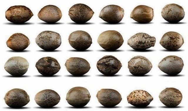 Seedsindica