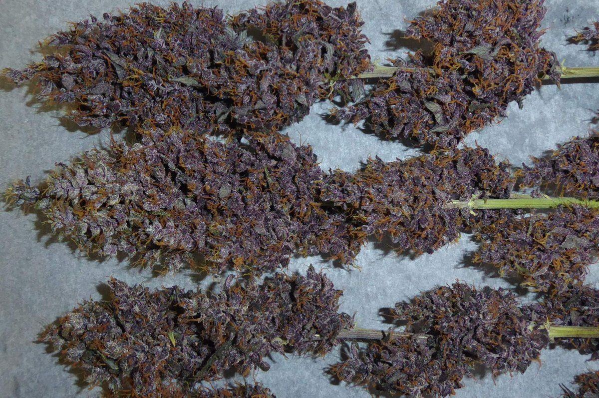 Seedsman purple kush cbd auto herbaledu