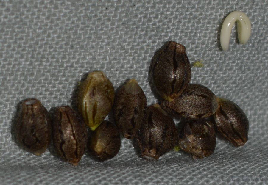 SeedsPF3xAW