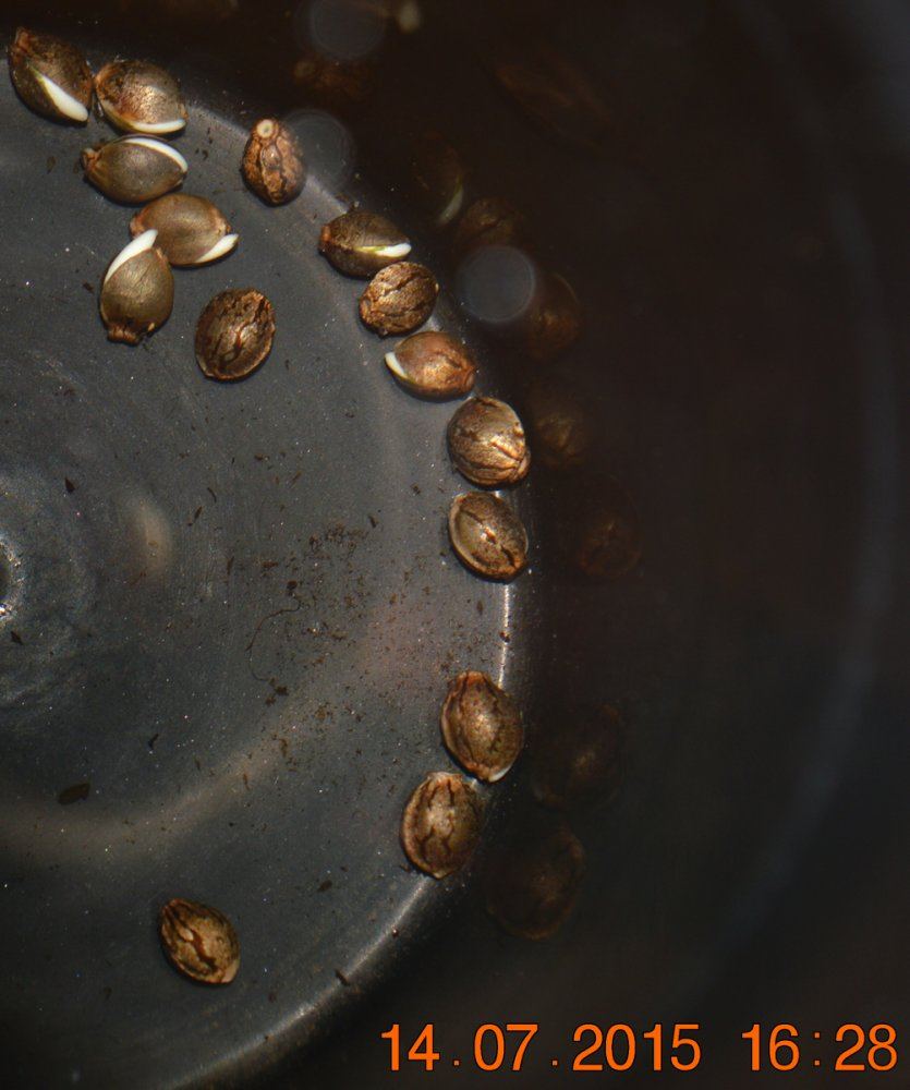 Seedspopped