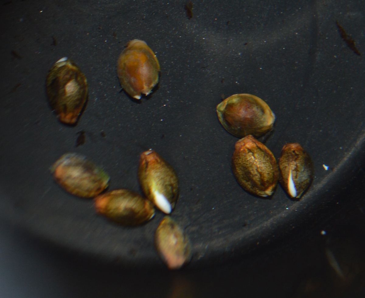 Seedspopping