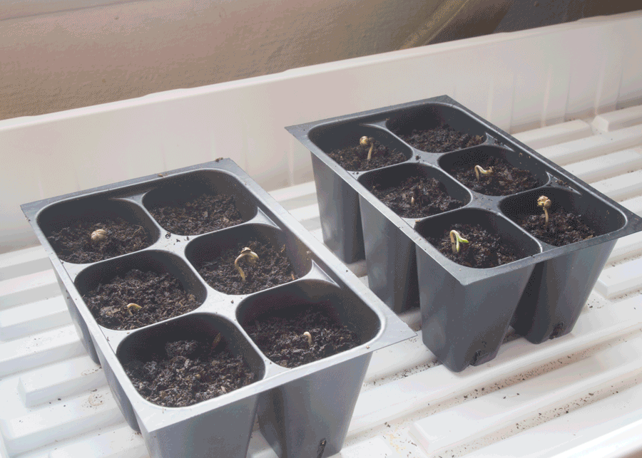 Seedsprout