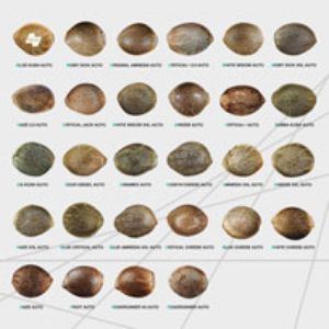 Seedssativa