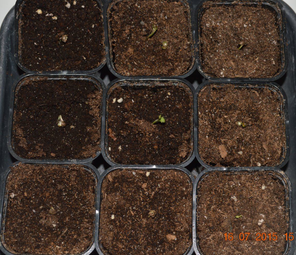 Seedsup