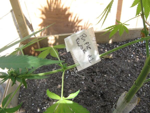 SeedtagPE