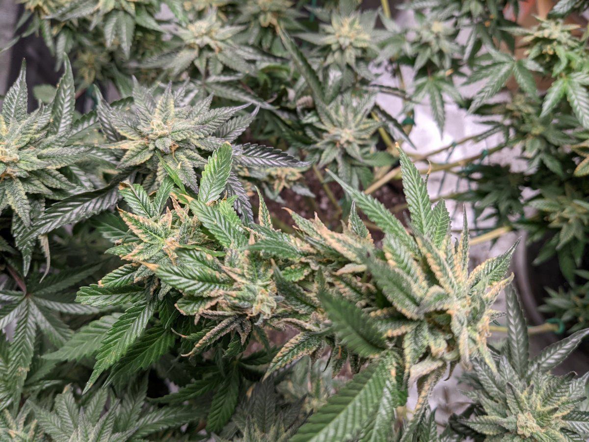 Seeing discoloration on my buds sugar leaves   humidity 3