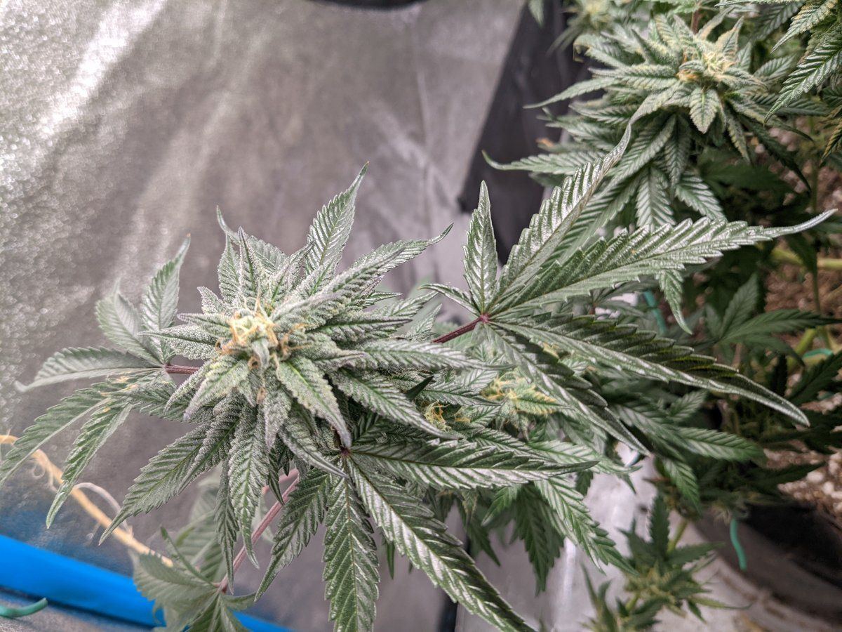 Seeing discoloration on my buds sugar leaves   humidity 4