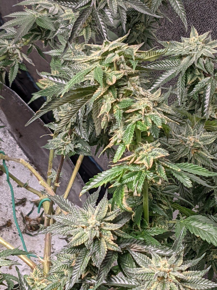 Seeing discoloration on my buds sugar leaves   humidity 5