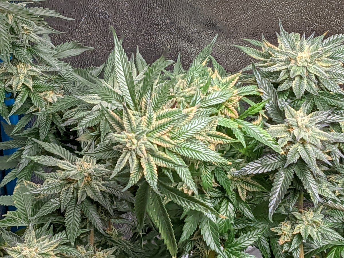 Seeing discoloration on my buds sugar leaves   humidity