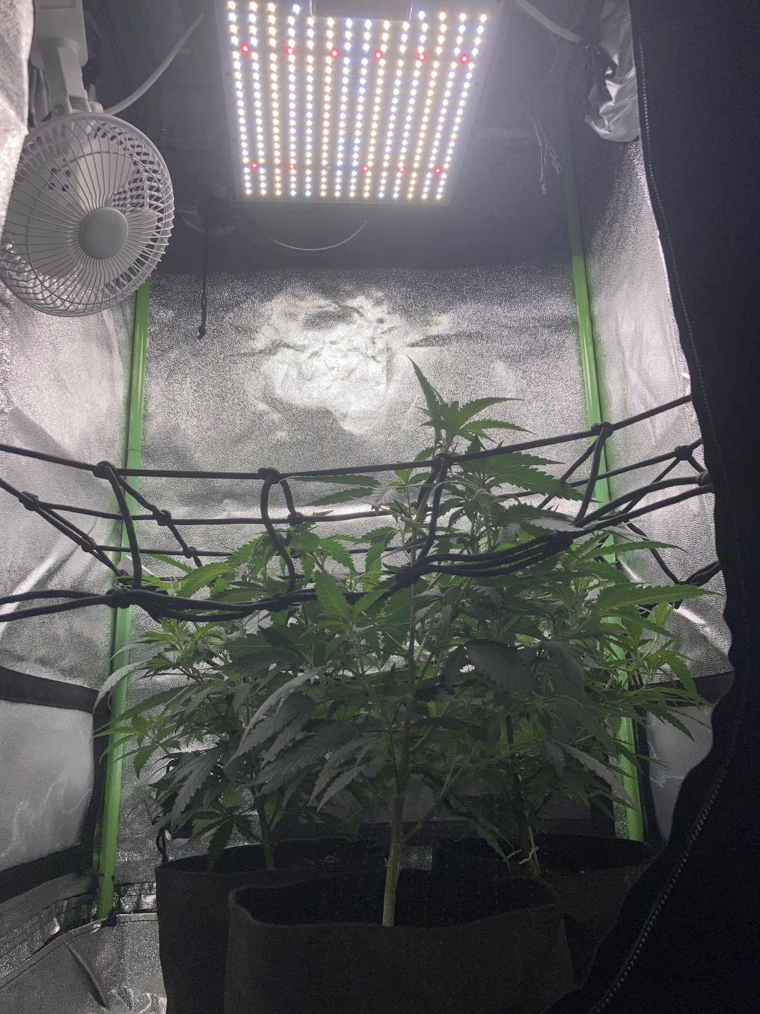 Sending to flower today how do the plants look 3