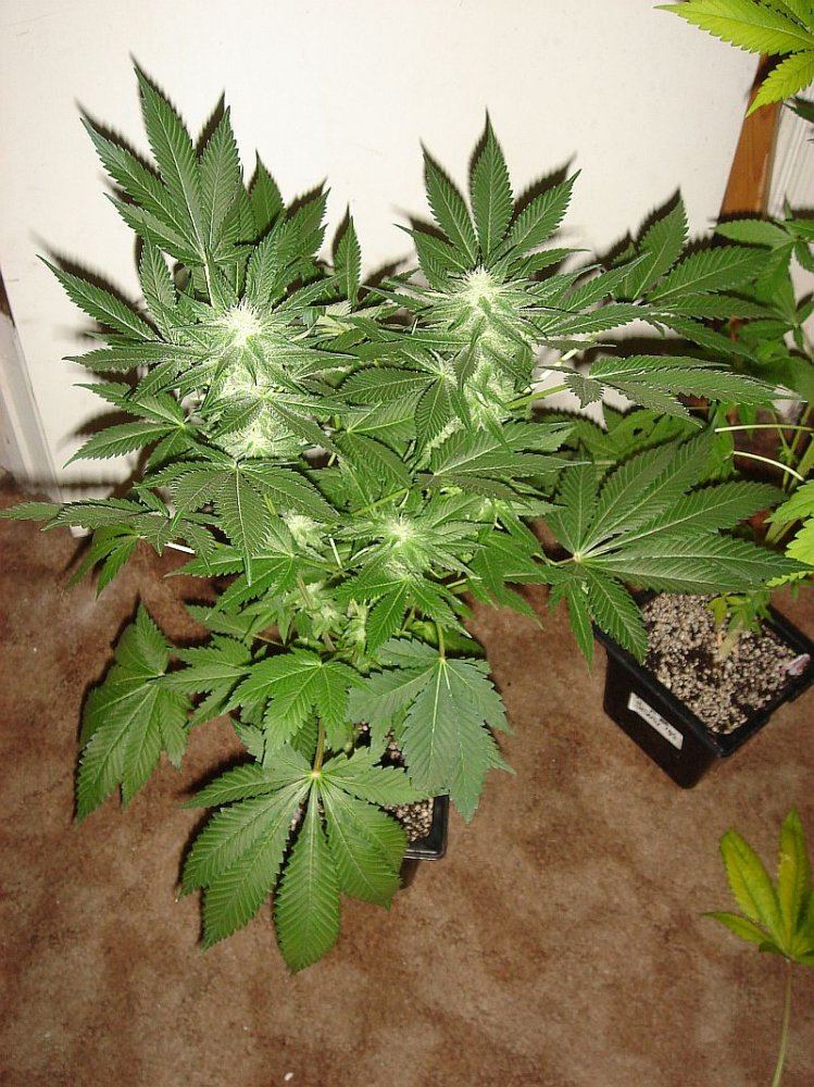 Sensi star 013