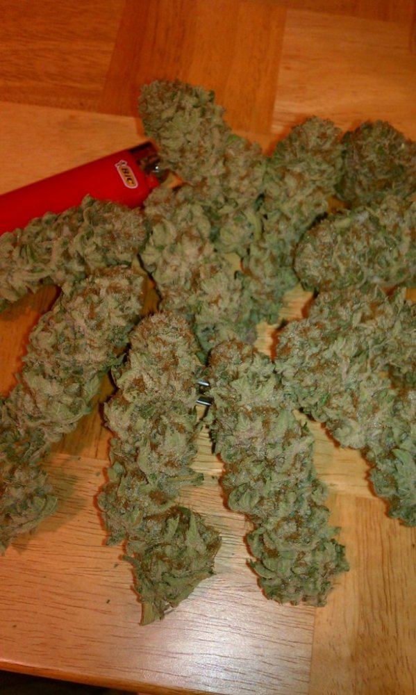 Sensi2