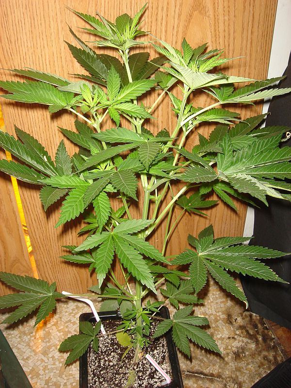 SENSISTAR 1 WEEK 12 12 2