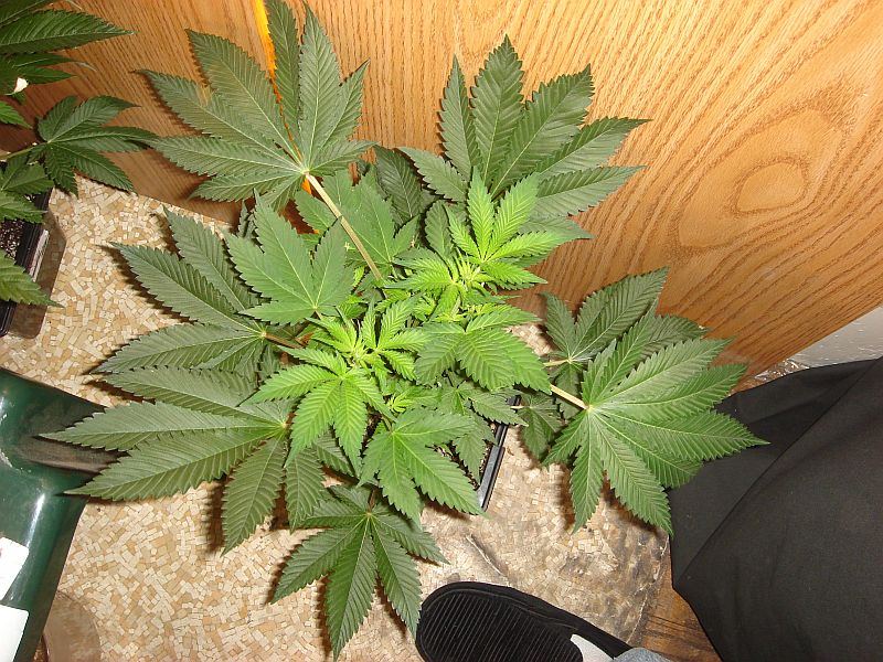 SENSISTAR 1 WEEK 12 12 3