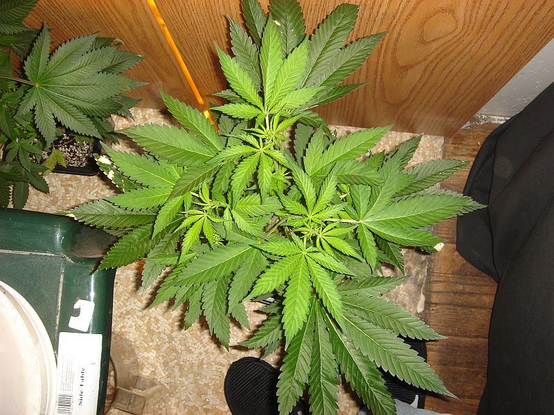 SENSISTAR 1 WEEK 12 12
