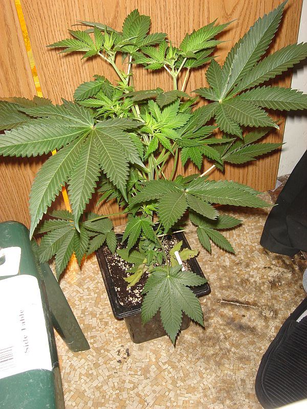 SENSISTAR 1WEEK 12 12 4