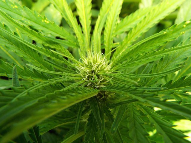 Sept1 Appalache bud