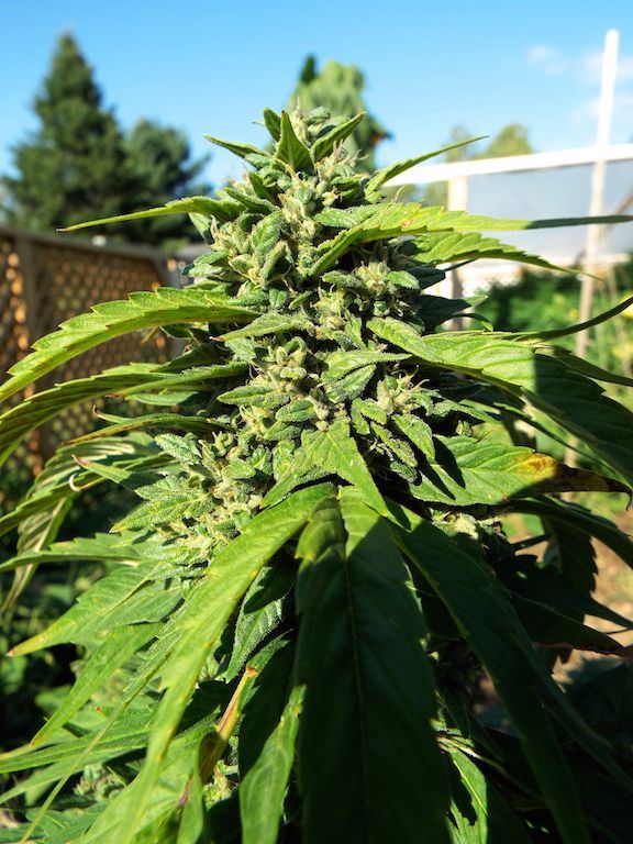 Sept1 Berkeley Dream buds