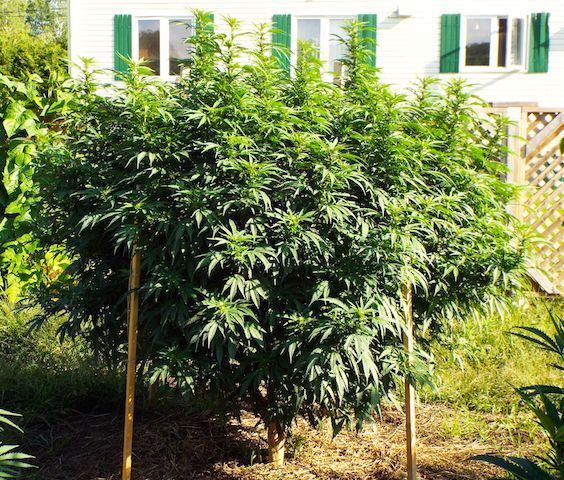 Sept1 Herijuana