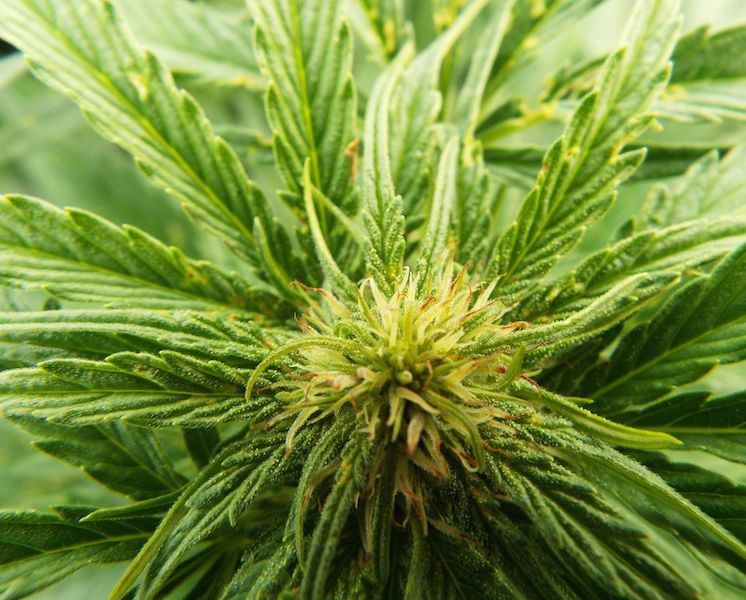 Sept10 bud Cali O