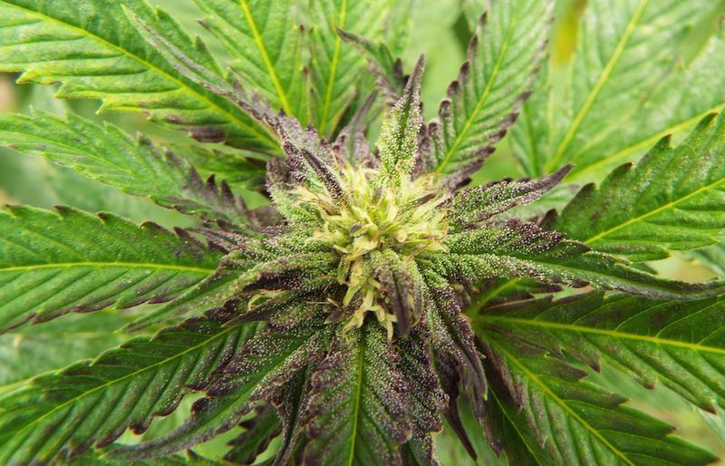 Sept10 bud Headband