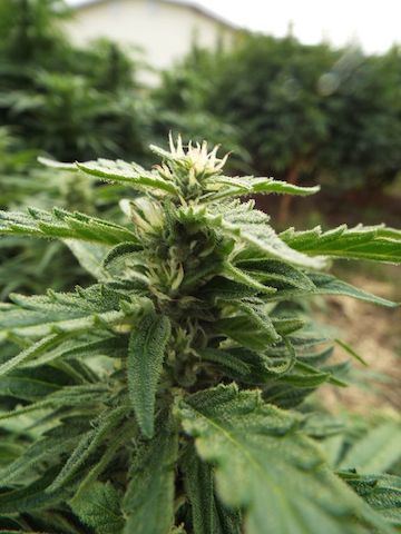 Sept10 bud WW