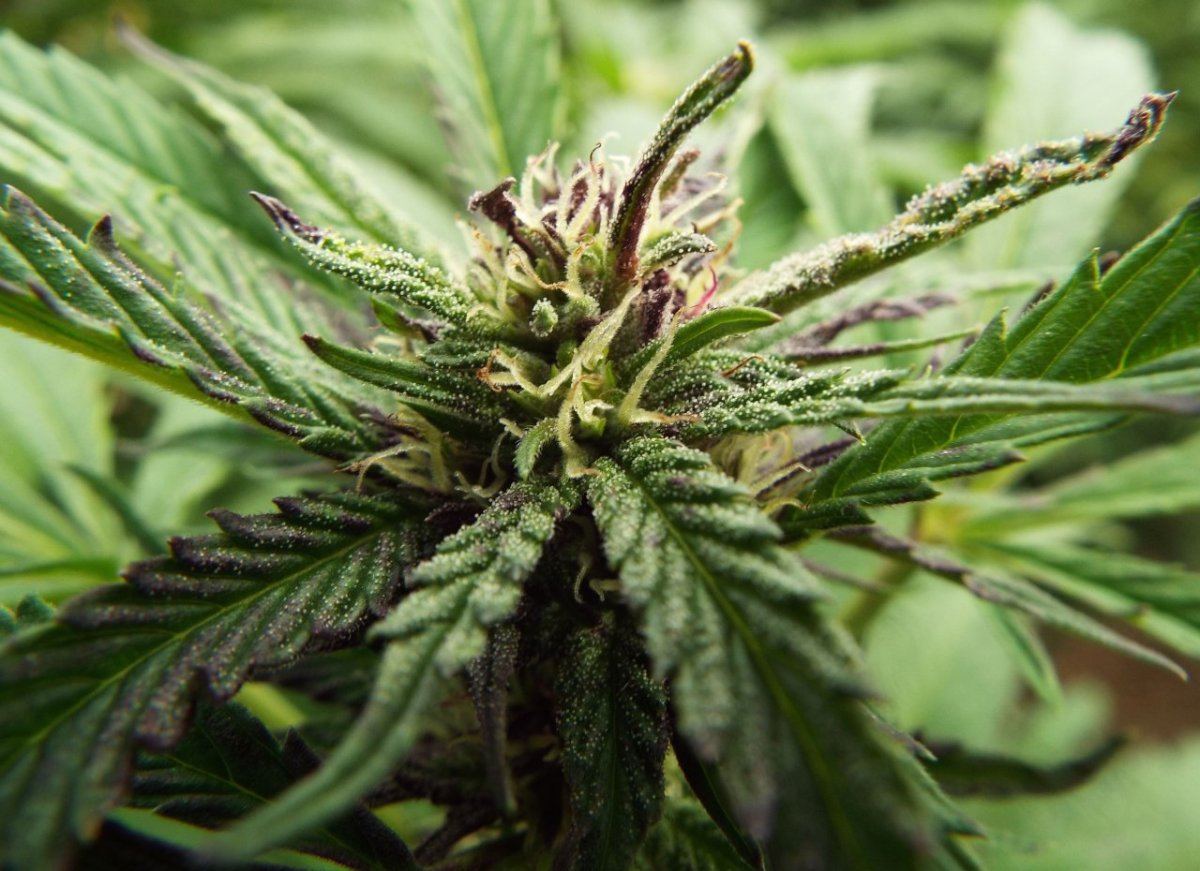 Sept13headband bud