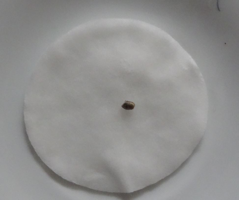 Seriosa