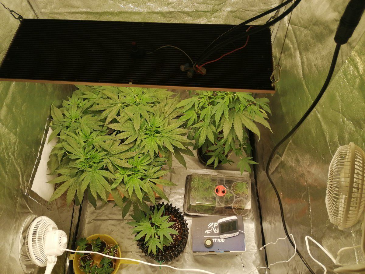 Setting a veg tent   need help figuring needed airflow