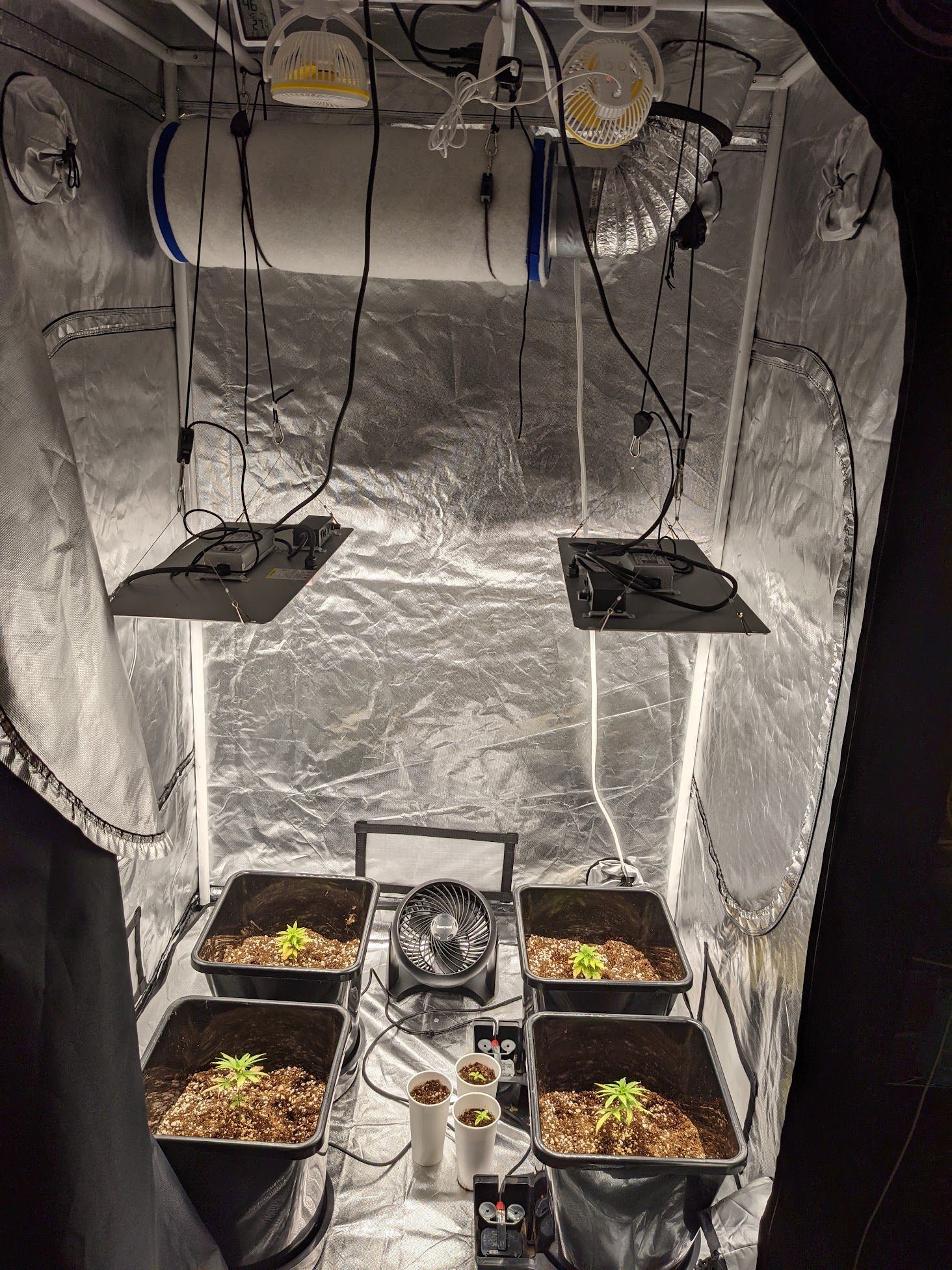 Setup seedlings floor