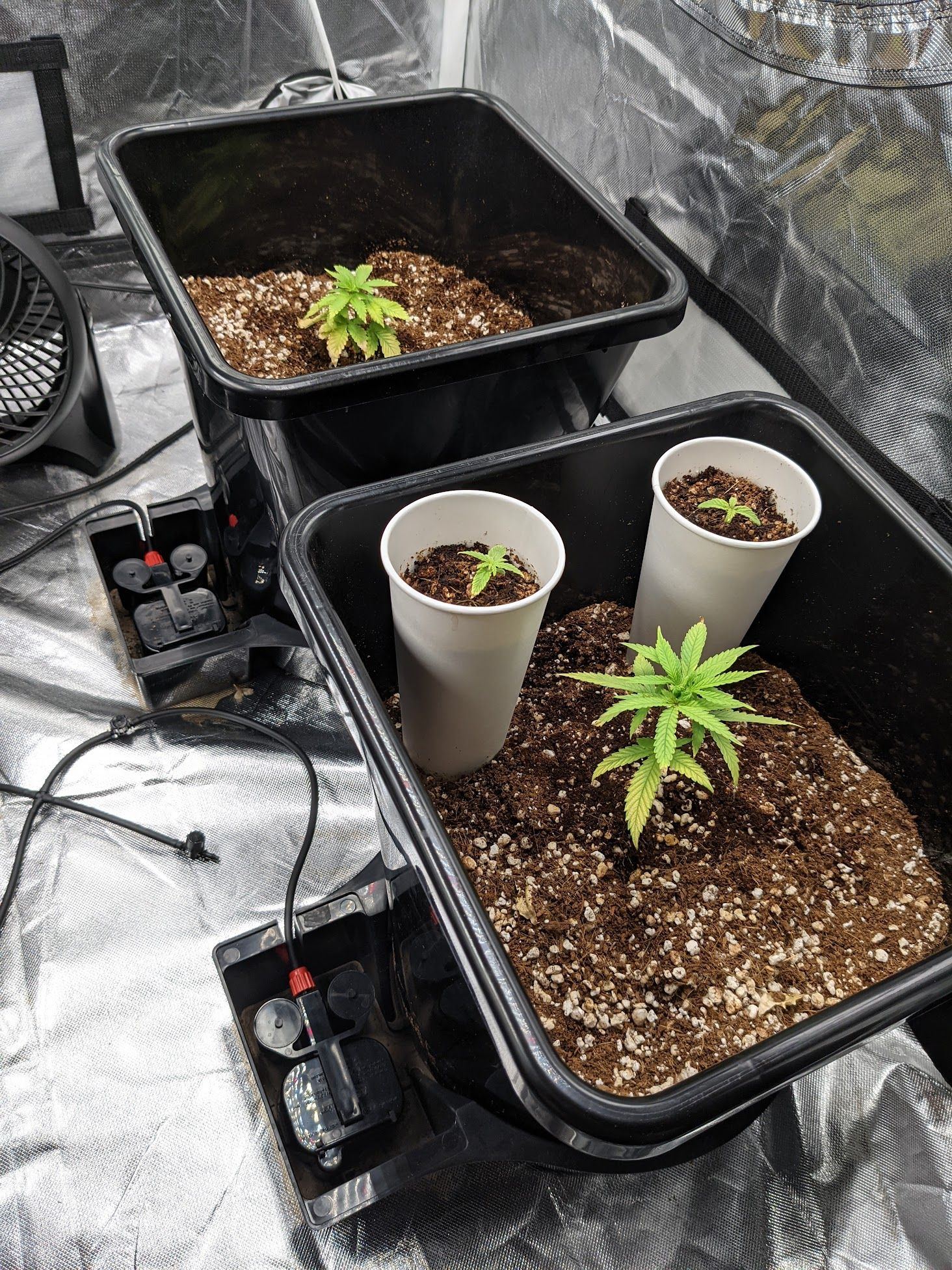Setup seedlings