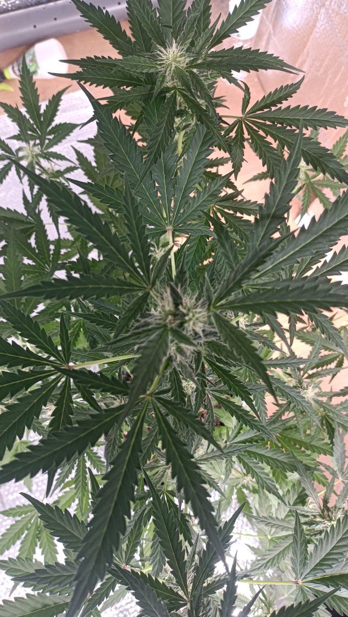 Several issues on auto flower 3