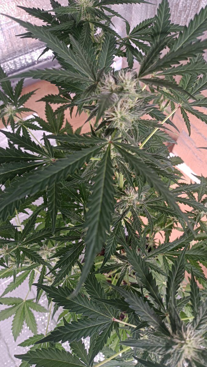 Several issues on auto flower 4