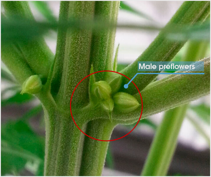 Sexing cannabis plants male pollen sacs