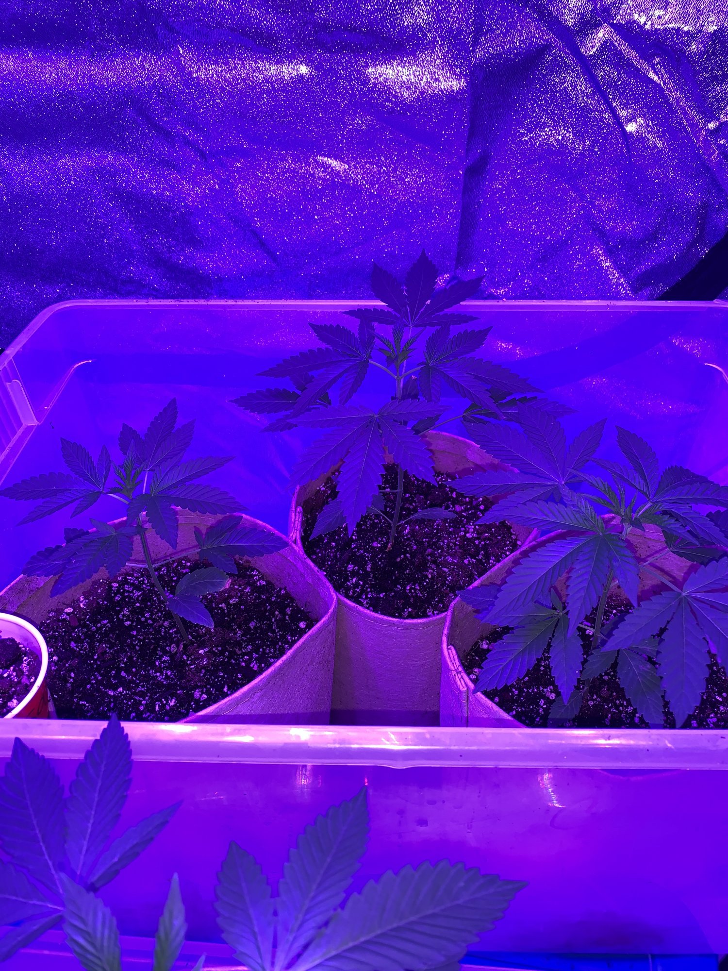 Sexing plants 3