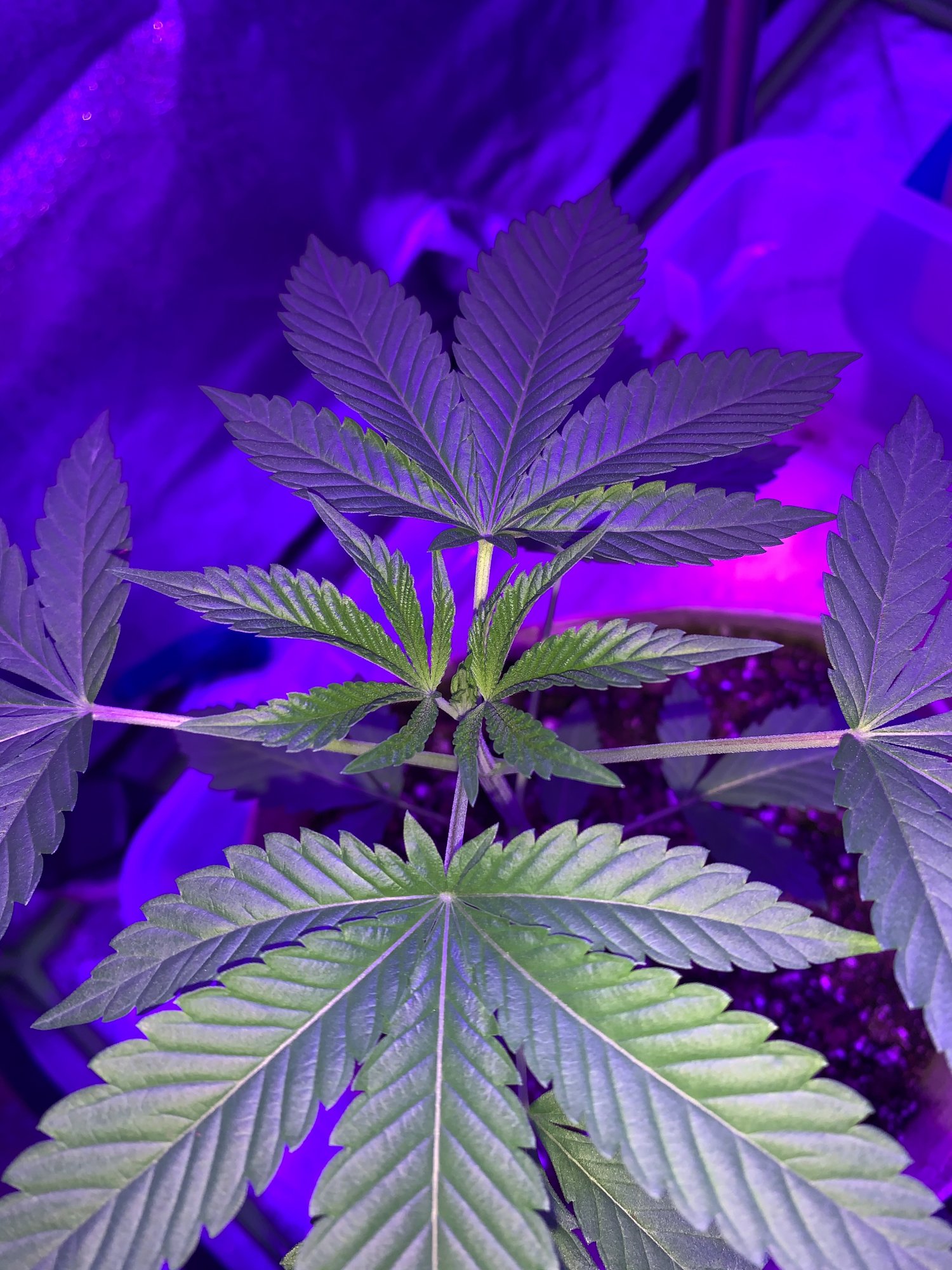 Sexing plants 4